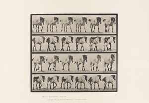Lopen; Vrij; Donkergrijs Belgisch Paard Hansel, 1885 door Eadweard Muybridge
