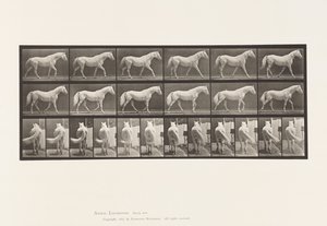 Plaat 576. Lopen; Vrij; Lichtgrijs Paard Eagle door Eadweard Muybridge