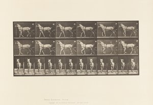 Lopend; Sulky; Lichtgrijze Merrie Katydid door Eadweard Muybridge