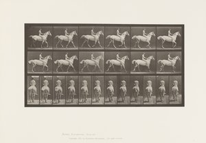 Plaat 602. Draven; Zonder zadel; Ruiter, 43, Naakt; Lichtgrijs paard Smith, 1885 door Eadweard Muybridge