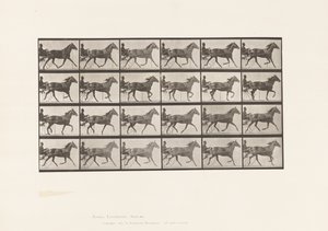 Plaat 607. Draven; Sulky; Bruine Merrie, Lizzie M. door Eadweard Muybridge