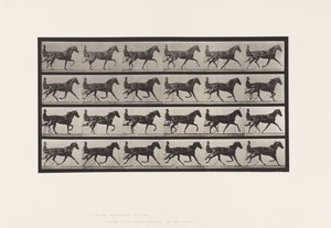 Plaat 608. Draven; Sulky; Vosmerrie, Flode Holden door Eadweard Muybridge