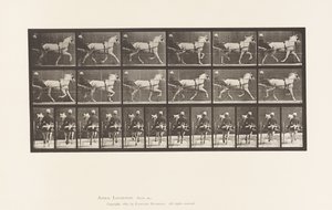 Plaat 611. Draven; Sulky; Grijze Merrie, Katydid door Eadweard Muybridge