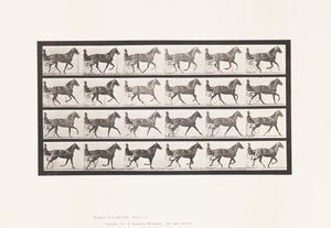 Plaat 614. Draven; Overgang naar Galop; Vosmerrie Flode Holden door Eadweard Muybridge