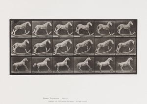 Plaat 649.A, Hoornaar, Schommelen; B, Adelaar, Rollend Vat, Etc. door Eadweard Muybridge