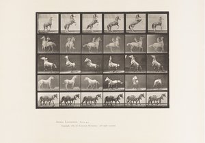Plaat 652. A, B, C, D, E, Paarden steigeren, enz. door Eadweard Muybridge