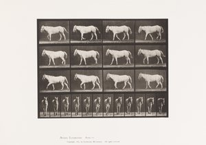 Plaat 656. Lopen; Vrij; Verbening van kraakbeen door Eadweard Muybridge