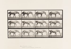 Plaat 657. Een doos rollen; Pony, Lotta door Eadweard Muybridge
