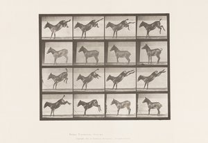 Plaat 658. Muildier; A, schoppend; B, schoppend Ruth door Eadweard Muybridge