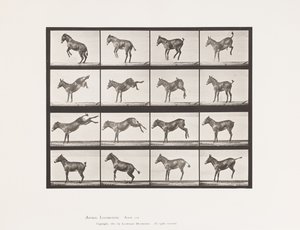 Plaat 659. Muildier; A, B, Bokkend en Schoppend; Ruth door Eadweard Muybridge