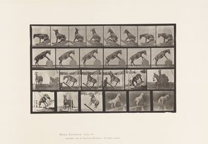 Plaat 660. Muilezel; Diverse uitvoeringen Denver door Eadweard Muybridge