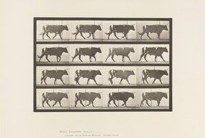 Plaat 669. Os; Lopend door Eadweard Muybridge