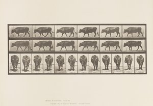 Plaat 670. Os; Lopen door Eadweard Muybridge