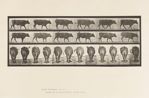 Plaat 671. Os; Lopen door Eadweard Muybridge