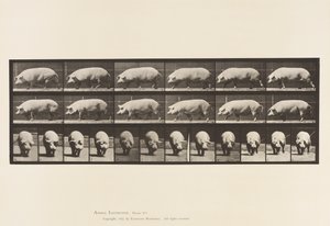 Plaat 673. Zeug; Lopen door Eadweard Muybridge