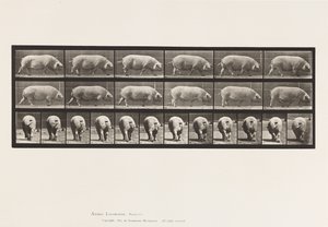 Plaat 674. Zeug; Lopen door Eadweard Muybridge