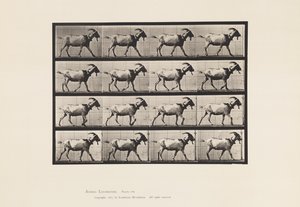 Plaat 676. Geit; Lopen door Eadweard Muybridge