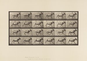 Plaat 679. Geit; Galopperend door Eadweard Muybridge