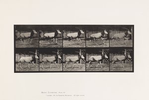 Plaat 680. Oryx; Galopperen door Eadweard Muybridge