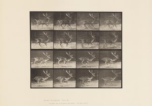 Plaat 682. Damhert; Bok; A, Draven; B, Galloperen door Eadweard Muybridge