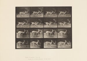 Plaat 684. Damhert; A, Bok en hinde; B, Twee hinden; Draven door Eadweard Muybridge