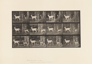 Plaat 685. Damhert; Bok en hinde; Draven door Eadweard Muybridge