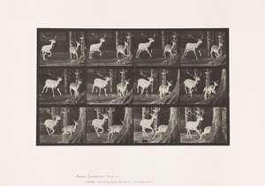 Plaat 686. Damhert; Bok en hinde; Galopperend door Eadweard Muybridge