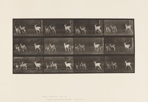 Plaat 687. Damhert; Bok en groep hinden; Galopperend door Eadweard Muybridge