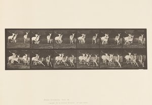 Plaat 688. Damhert; Bok en Groep Hinden; Galopperend door Eadweard Muybridge
