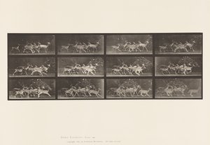 Plaat 690. Damhert; Bok en groep hinden; Verschillende bewegingen door Eadweard Muybridge