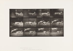 Plaat 691. Damhert; Hinde; Galopperen; en Kid; Springen door Eadweard Muybridge