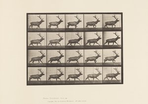 Plaat 692. Eland, Dravend door Eadweard Muybridge