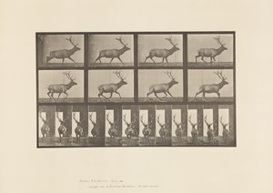 Plaat 694. Eland, Galopperen door Eadweard Muybridge