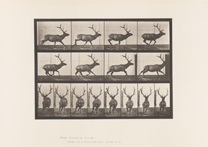 Plaat 695. Eland, Galopperen door Eadweard Muybridge