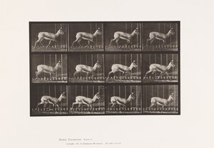 Plaat 697. Antilope; Dravend door Eadweard Muybridge