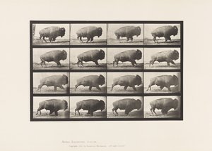Plaat 700. Buffel; Galloperen