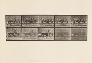 Plaat 701. Gnoe; Wandelen door Eadweard Muybridge