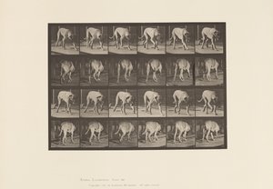 Plaat 704. Hond; Lopen; Mastiff door Eadweard Muybridge