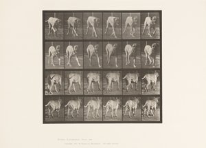 Plaat 705. Hond; Draven; Mastiff door Eadweard Muybridge