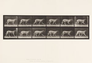 Plaat 706. Hond; Dravend; Mastiff door Eadweard Muybridge
