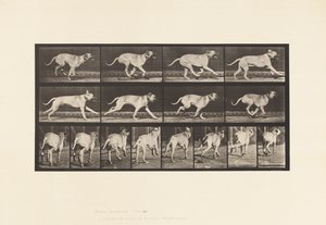 Plaat 707. Hond; Galopperen; Mastiff door Eadweard Muybridge