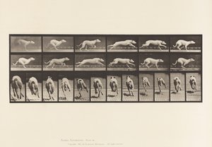 Plaat 710. Hond; Galopperen; Witte Renhond Maggie door Eadweard Muybridge