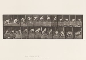 Plaat 712. Hond; Springen over hindernis; Mastiff, Dread door Eadweard Muybridge