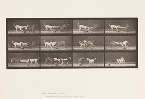 Plaat 715. Honden; Drie, Trekkend aan een Handdoek, Ike, Maggie, enz. door Eadweard Muybridge