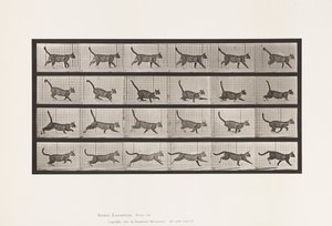 Plaat 716. Kat; Wandelen, Overgang naar Galopperen door Eadweard Muybridge