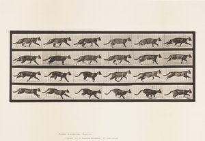 Plaat 718. Kat; Dravend; Overgang naar galopperen door Eadweard Muybridge