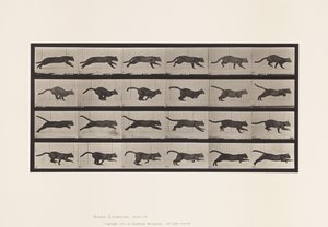 Plaat 720. Kat; Galopperen door Eadweard Muybridge