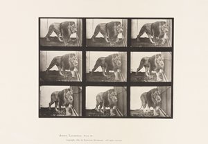 Plaat 721. Leeuw; Wandelen