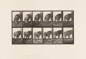 Plaat 724. Leeuw; Lopen, Omkeren door Eadweard Muybridge