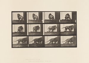 Plaat 725. Leeuw; Wandelen, Omkeren door Eadweard Muybridge